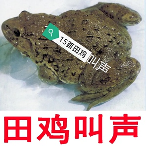 田鸡,青蛙叫声音卡扩音器专用叫声拍摄观赏tf/sd内存卡15首加密卡