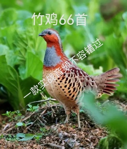 最新版竹鸡声音72首内存卡高清竹鸡公母穗鸡叫声