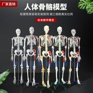 1成人人体模型骨架70标本白脊椎教学cm人体骨骼模型全身大骷髅