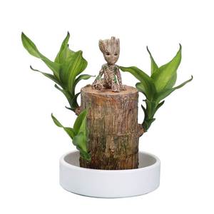 巴旦木盆栽巴西幸运木格鲁特不用见阳光的植物无土纯水培桌上绿植