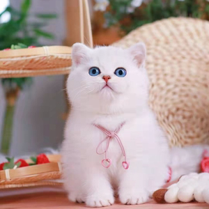 英短银渐层纯种白色小奶猫蓝色眼睛银点幼猫自家繁育宠物猫咪活体