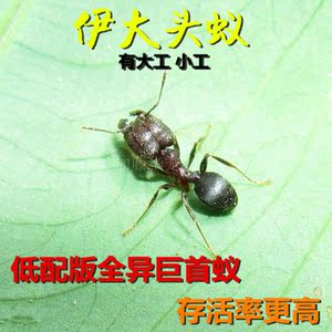 伊大头蚁蚁后活体蚂蚁男生生日礼物弓背蚁蚁巢收获蚁蚂蚁工坊森林