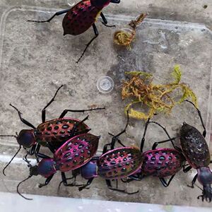 红裙步甲凶猛步甲大步甲真昆虫活体运输包活甲虫虫子宠物