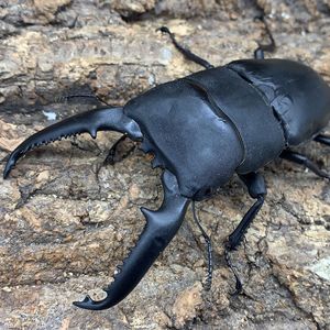 巴拉望巨扁锹形虫