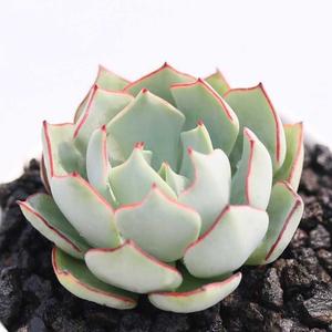 000人付款淘宝l剑斯诺娃原始剑司诺娃多肉植物组合桌面盆栽稀有多肉