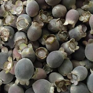 野山捻子岗念mzg埝子生干果稔念山优子桃金娘果精选等材500g