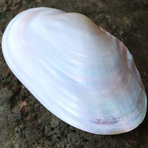 蚌壳珍珠超大