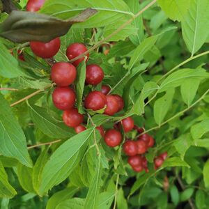 80明泽诚信百货店淘宝欧李钙果辽宁产地直发诺丽新鲜山梅子鲜果n