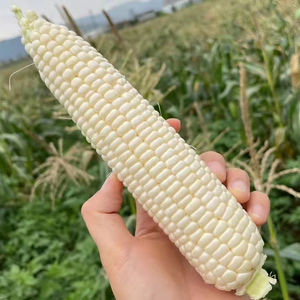 福建漳州微玉玉米 爆浆香甜冰糖新鲜采摘多汁清甜顺丰发货礼盒装