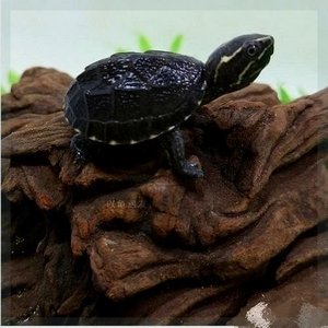 麝香龟蛋巨头龟蛋剃刀龟蛋孵化蛋龟深水宠物小乌龟好养包孵化龟蛋
