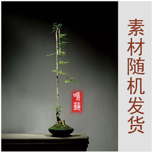 高档夏季耐旱对节白蜡文人树盆景素材现挖现发易成活阳台绿植