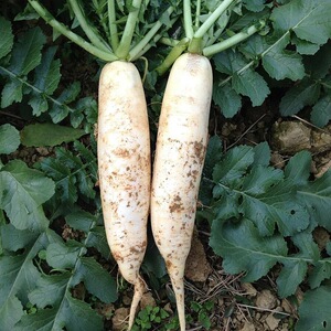 广西酸野百色特产靖西酸嘢酸珍珠萝卜200g青椒味酸脆包邮