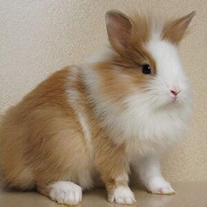 活兔子宠物兔垂耳