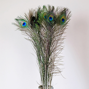 插花北欧风格孔雀羽毛装饰真婚庆动物饰l品家居天然客厅摆件干花