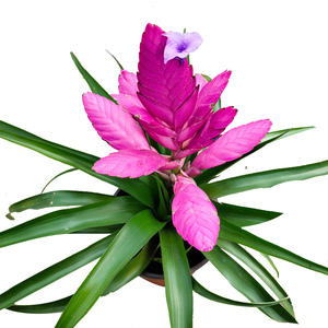 四季花0526淘宝铁兰盆栽 四季开花植物紫凤梨花卉铁扇公主 水培铁