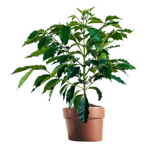 咖啡树树苗云南