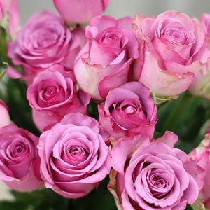 【浪仔月季】冷美人 云南切花月季四季开花直立花卉庭院阳台