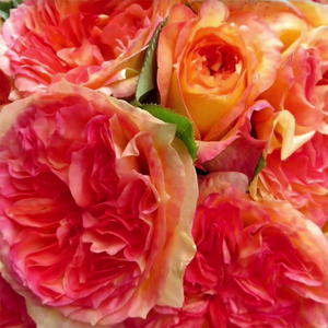 【浪仔月季】橘子酱月季戴尔巴德新品大花浓香抗病勤花多季开花