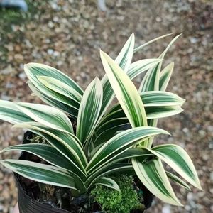矮种兰花苗金边兰花正品金凤冠金边线艺中透桌面兰花花卉绿植盆栽