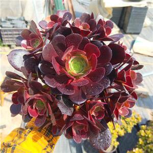欧紫法师a老桩梅花珀迪法师欧版紫阳绒法师老桩大型多肉植物老桩