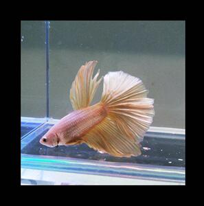 红蓝叉尾斗鱼斗鱼活鱼半月泰国半月斗鱼母鱼斗鱼t活鱼 冷水暹罗.