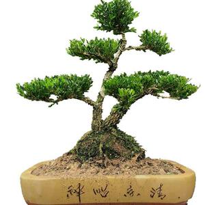 新雀贵黄树皱皮小叶黄杨苗造型名舌盆景杨苗石柳苗w盆栽室内常青