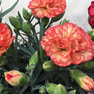 鲜花盆栽 四季 家用康乃馨盆栽花苗带花苞四季p开花不断 室内阳台