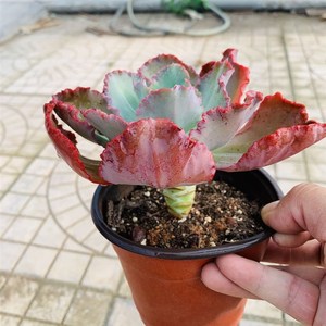 新品园艺之肉植物包菜红列水瓶座舞会系i裙阿里莱特高沙多翁嘉年