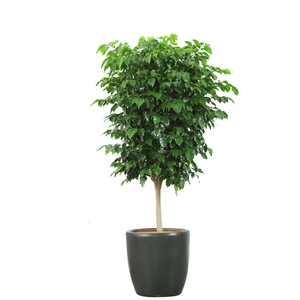 新品种绿宝盆栽