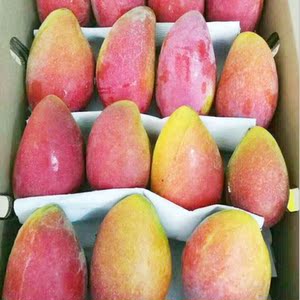 海南贵妃芒果特大果