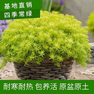 佛甲草盆栽多年生地被植物常绿观叶耐阴好养耐热耐寒包邮