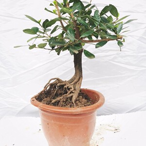 三峡小叶蚊母开花结果四季常青易养绿植蚊母盆景盆栽小品微型盆景