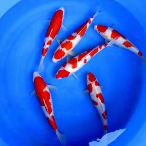 稀有日本进口纯种红白锦鲤大正三色孔雀辉龙锦鲤冷淡水观赏鱼活体