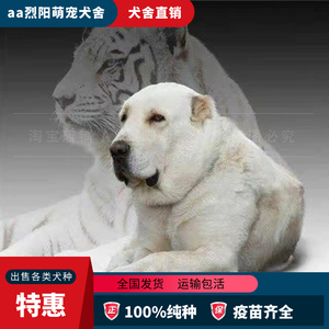 中亚牧羊犬纯种巨型中亚犬活体护卫犬猛犬看家护院忠诚犬无偿领养
