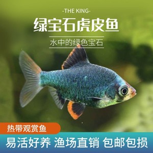 虎皮绿宝石鱼