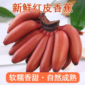 正宗福建漳州红美人香蕉新鲜红皮香蕉火龙蕉香甜小米蕉 5斤大果