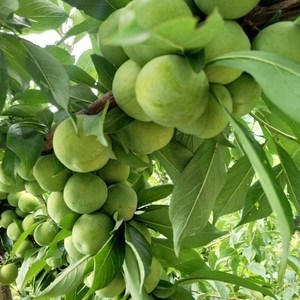 新品种早熟二月脆李子树苗嫁接李子树苗南北方种植脱骨青脆李树苗