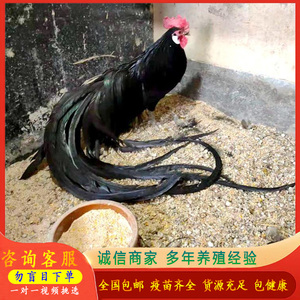 三彩长尾观赏小鸡活物黑白长尾宠物活鸡崽元宝鸡活体可孵化受精蛋