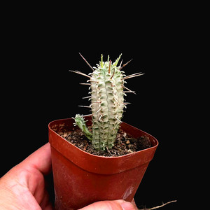 白桦麒麟白色多肉植物盆栽室内仙人掌科仙人球稀有大戟科绿植花卉