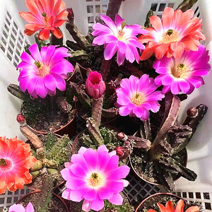 水仙情郎仙人球开花仙人掌鹿角柱属红花多肉植物盆栽新手组合盆栽