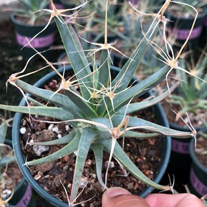 光山实生仙人球4年老桩萝卜根四大名球开花仙人掌精品贵货实拍