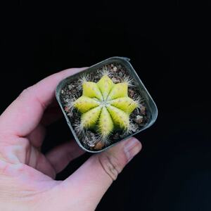 黄银光自根仙人球变色锦室内多肉植物桌面小盆栽仙人掌开花花卉