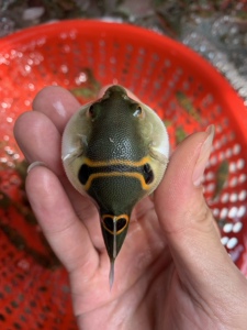 弓斑河豚观赏鱼凶猛鱼会生气的鱼眼镜娃娃潜水艇鼓气鱼淡水冷水鱼