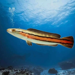 大铅笔鱼活雷龙小盾鳢多曼大型观凶猛肉食龙鱼热带赏鱼鱼苗