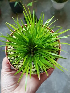 黄金极姬菖蒲8公分盆翠绿色,微泛金黄色,极美的室内小盆栽