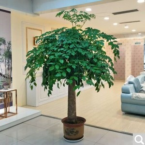 幸福树盆栽植物室内大客厅树桩平安发财大型盆景花卉绿植开业送礼