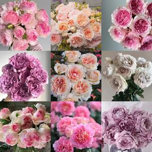 诗人花园庭院系列灌木月季栽培玫瑰盆栽高颜值养护月季花苗玫瑰