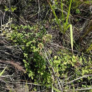 新品四川南充野生香炉茶香浓茶香露香茹茶香龙/笼茶养生花草茶叶1