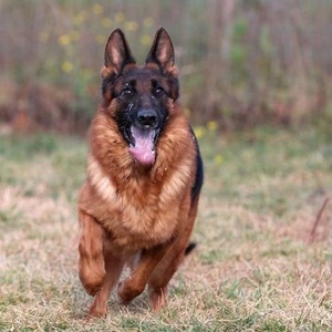 纯种德牧幼犬弓背黑背德国牧羊犬警犬军犬大型狼狗猎犬活体宠物狗