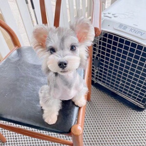 纯种雪纳瑞幼犬黑银椒盐色白色飞耳米奇耳雪纳瑞小型宠物狗狗活体